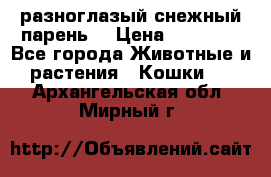 разноглазый снежный парень. › Цена ­ 10 000 - Все города Животные и растения » Кошки   . Архангельская обл.,Мирный г.